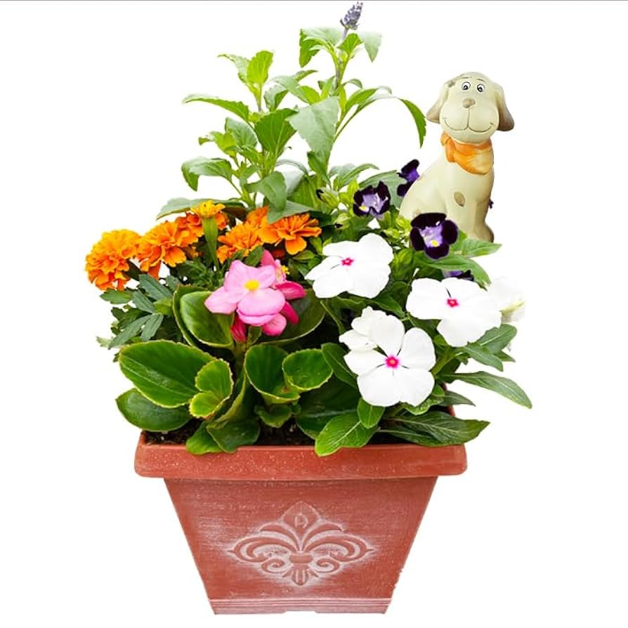 Amazon.co.jp: 季節の寄せ植え 夏 アンティーク調 スクエア